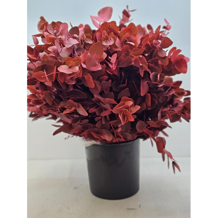 <h4>EUC CINEREA PB VERF ROOD</h4>