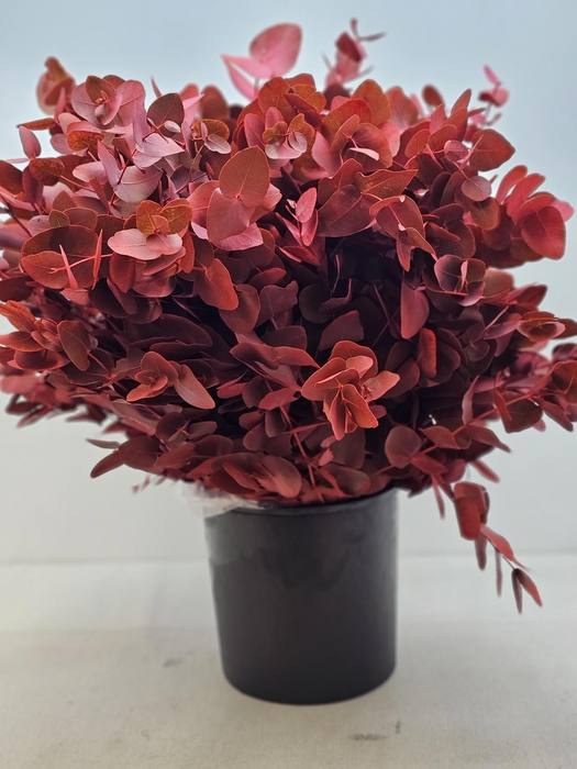 EUC CINEREA PB VERF ROOD