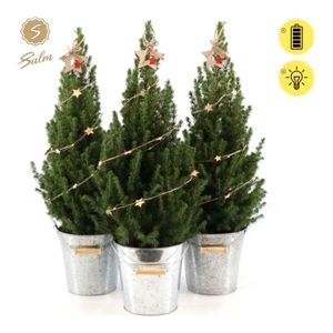 Picea gl. 'December'® P19 in Zinc Old-Look + Starlight + Star on Loop