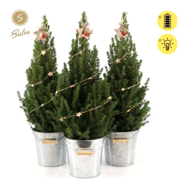 <h4>Picea gl. 'December'® P19 in Zinc Old-Look + Starlight + Star on Loop</h4>