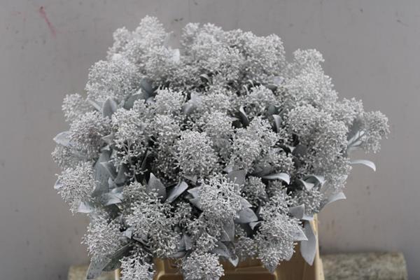 <h4>Skimmia Klb White</h4>