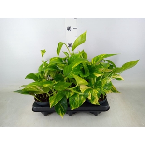 Epipremnum pinn. 'Hicolor'