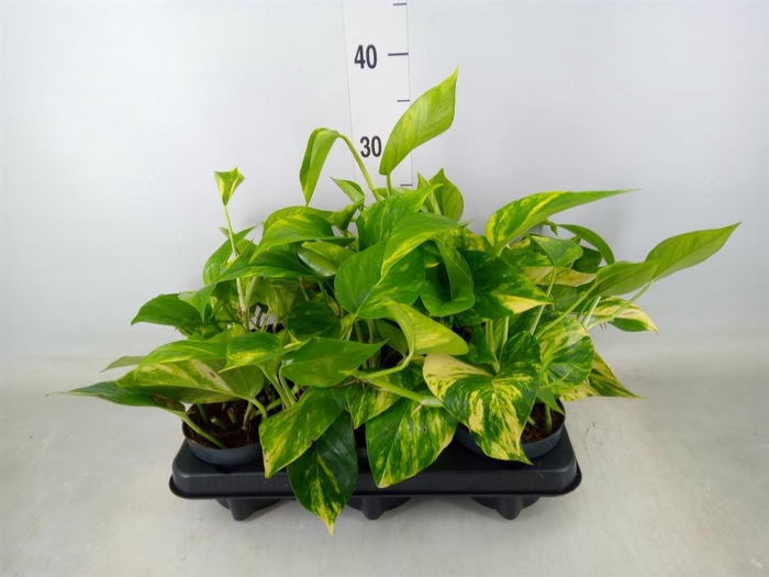 <h4>Epipremnum pinn. 'Hicolor'</h4>