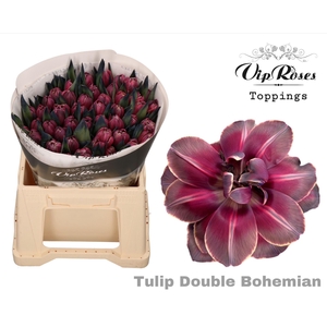 Tulipa DYED 'Bohemian'