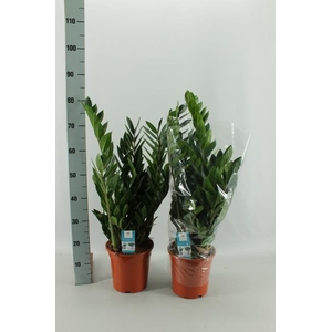 ZAMIO ZAMIIFOLIA