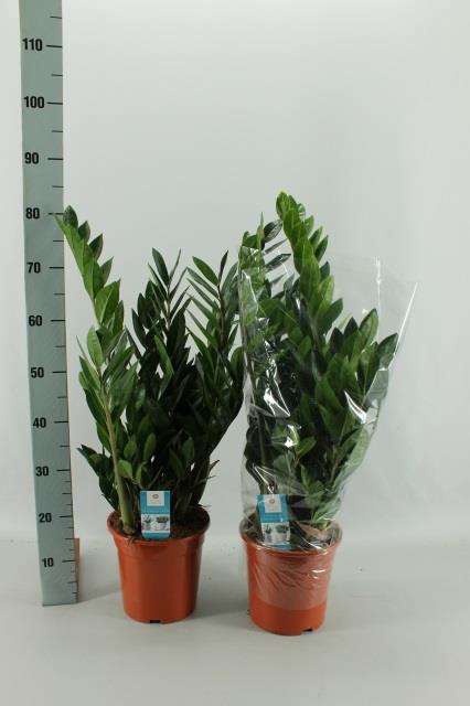 ZAMIO ZAMIIFOLIA