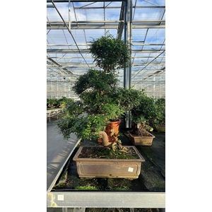 Zanthoxylum piperitum, 61cm., shape (single item)