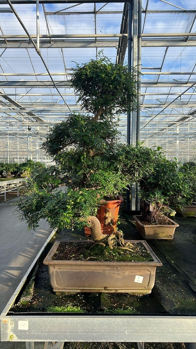 <h4>Zanthoxylum piperitum, 61cm., shape (single item)</h4>