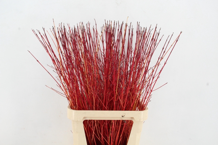 <h4>CORNUS SA WINTER BEAUTY PER STEM 100CM</h4>