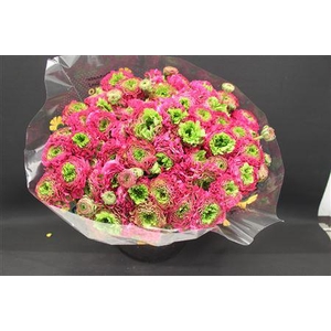 Cl Pon-pon Fanny Xxl