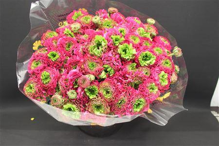 <h4>Cl Pon-pon Fanny Xxl</h4>