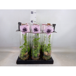 Arr.  Dischidia