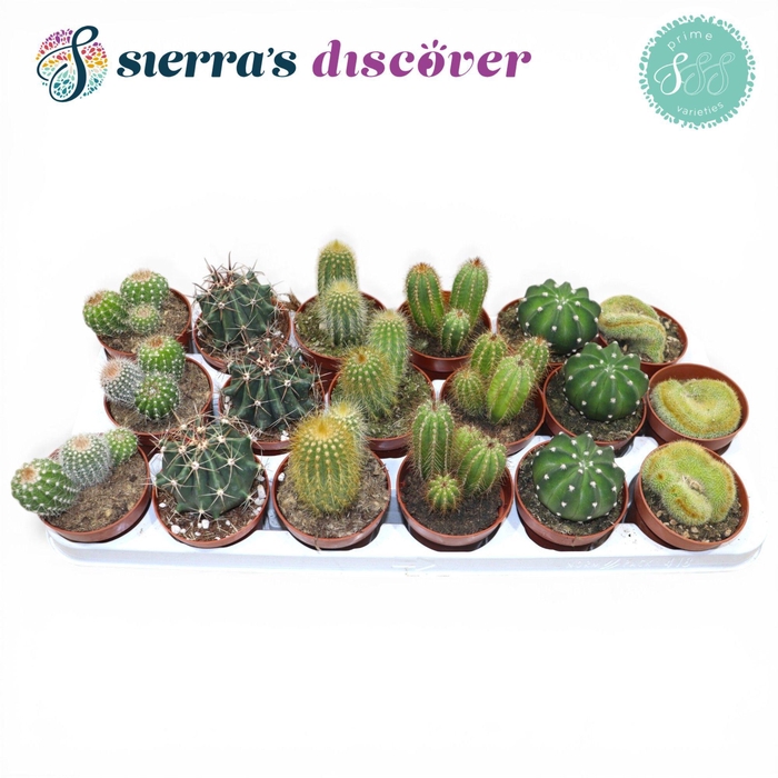<h4>Discover® - Granada Cactus Mix (Prime)</h4>