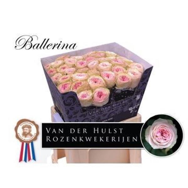 <h4>R Gr Bal Summerhouse Hulst</h4>