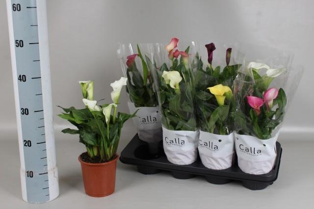 <h4>ZANT GEM 5 KL</h4>