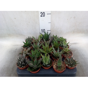 Aloe   ...mix
