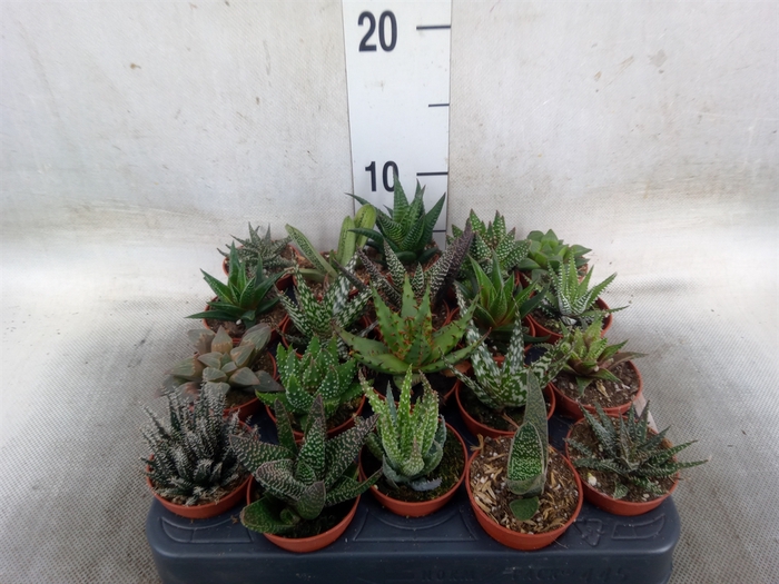 <h4>Aloe   ...mix</h4>