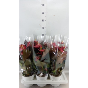 Anthurium andr. 'Coral Champion'