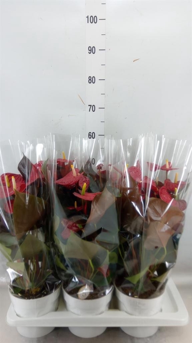 <h4>Anthurium andr. 'Coral Champion'</h4>