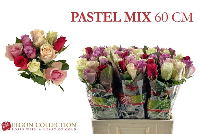 <h4>R GR +PASTEL GEM BS</h4>