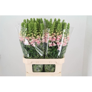 Antir Potomac Appleblossom