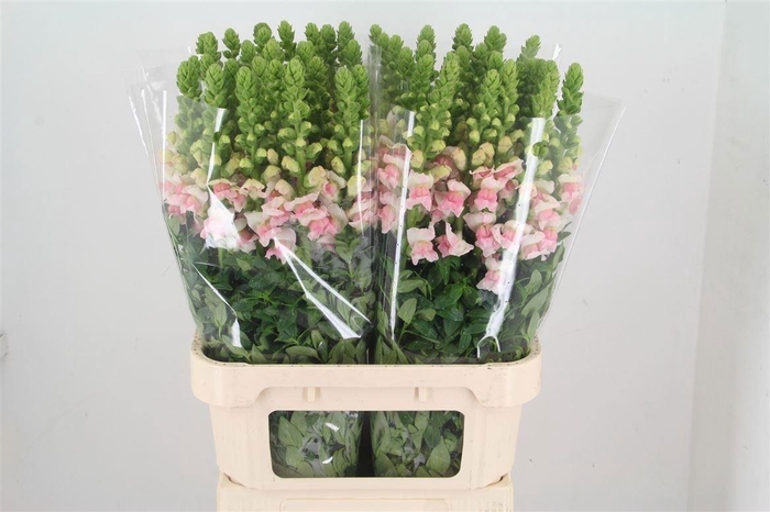 <h4>Antir Potomac Appleblossom</h4>