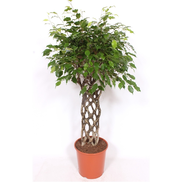 <h4>Ficus Exotica</h4>