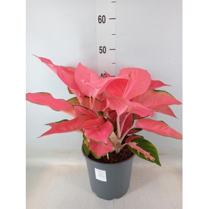 Aglaonema   ...