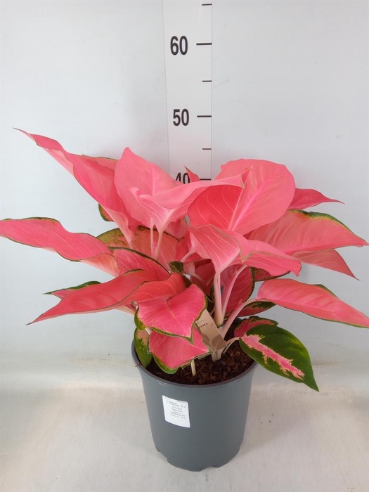 <h4>Aglaonema ...</h4>