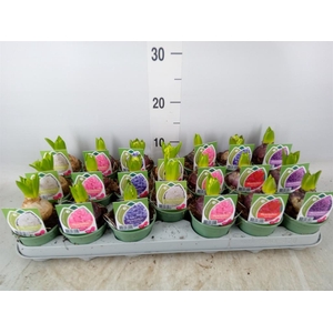 Hyacinthus orie.   ...mix 4