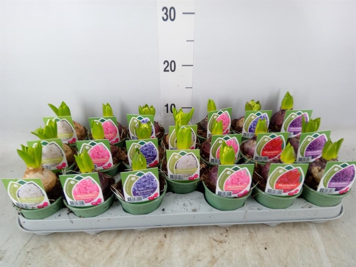 <h4>Hyacinthus orie.   ...mix 4</h4>