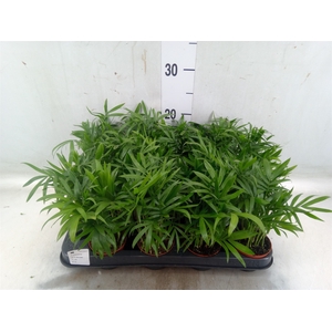 Chamaedorea elegans