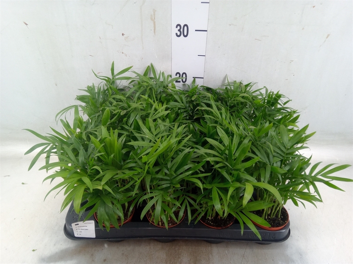Chamaedorea elegans