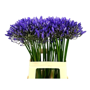 Agapanthus 'Intermedius'