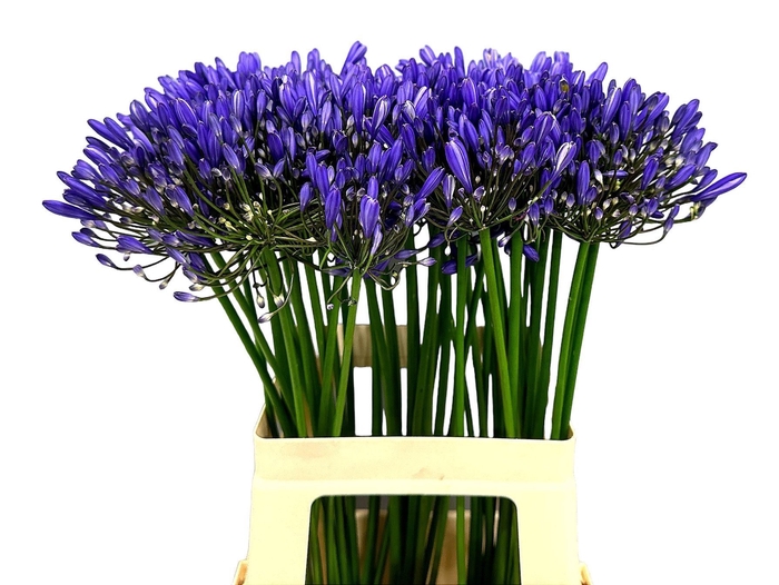 Agapanthus 'White Heaven'