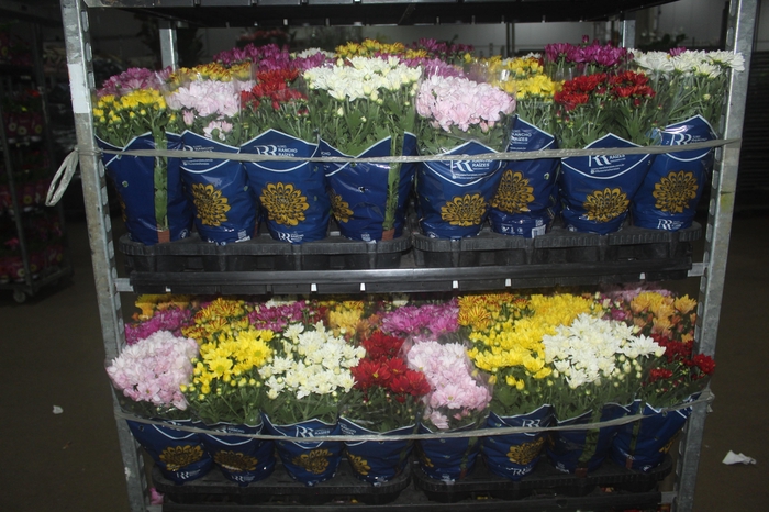 <h4>CRISANTEMO MINI P13</h4>