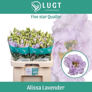 LIS G ALISSA LAVENDER EUS G ALISSA