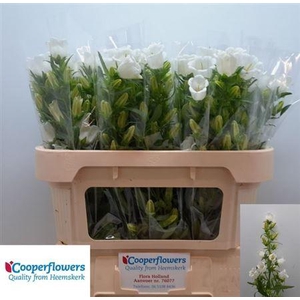 Camp M Champion White