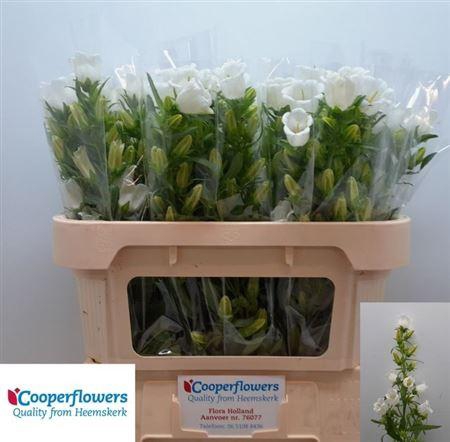 <h4>Camp M Champion White</h4>