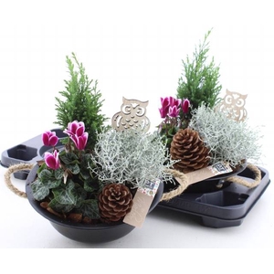 ARR TUINPLANTEN