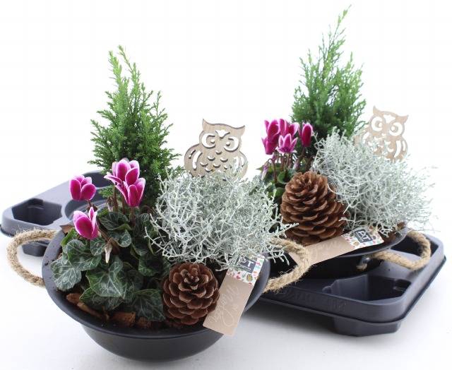 <h4>ARR TUINPLANTEN</h4>