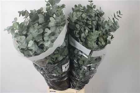 <h4>Euca Cinerea S A Per Bunch 300gr</h4>