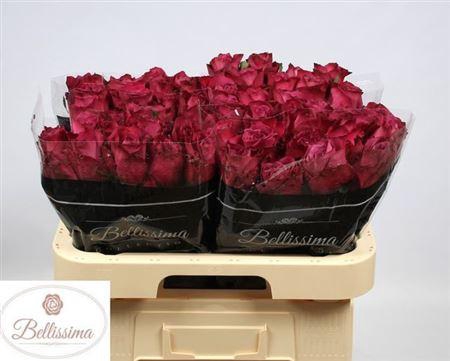 <h4>R Gr Inevitable</h4>