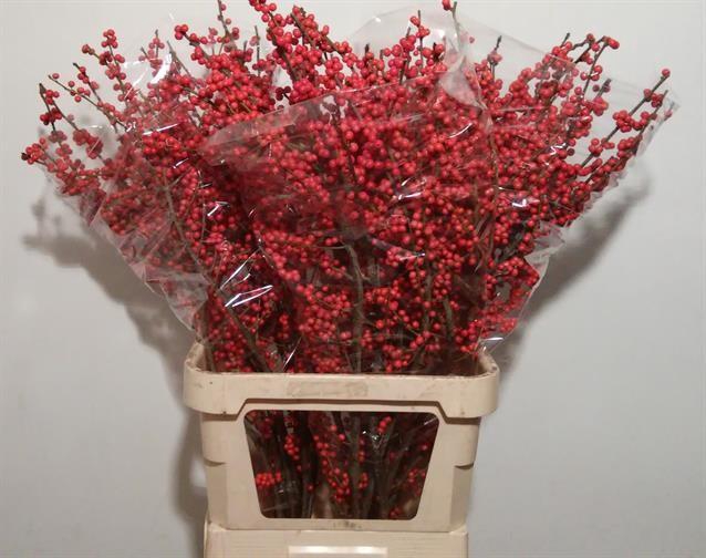 <h4>ILEX VE RODE BES</h4>