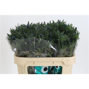 Eryngium Aquarius Qstar