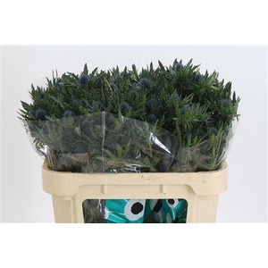 Eryngium Aquarius Qstar