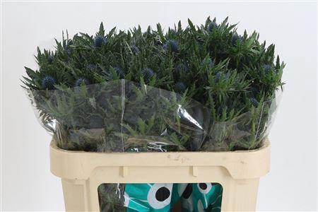 <h4>Eryngium Aquarius Qstar</h4>