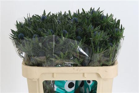 <h4>Eryngium Aquarius Qstar</h4>