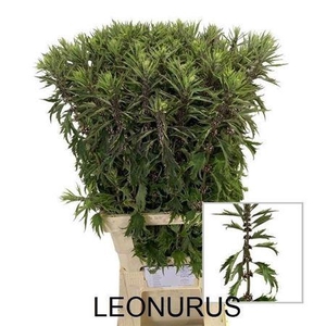 Leonures Blauw