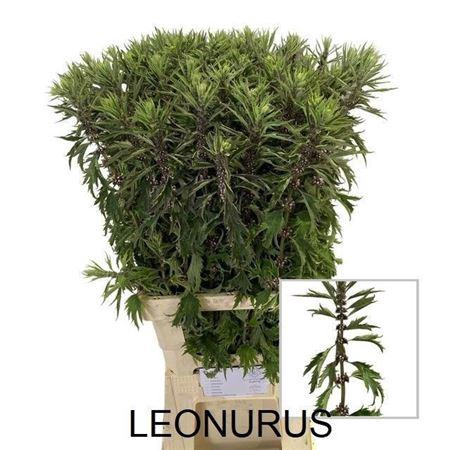<h4>Leonures Blauw</h4>